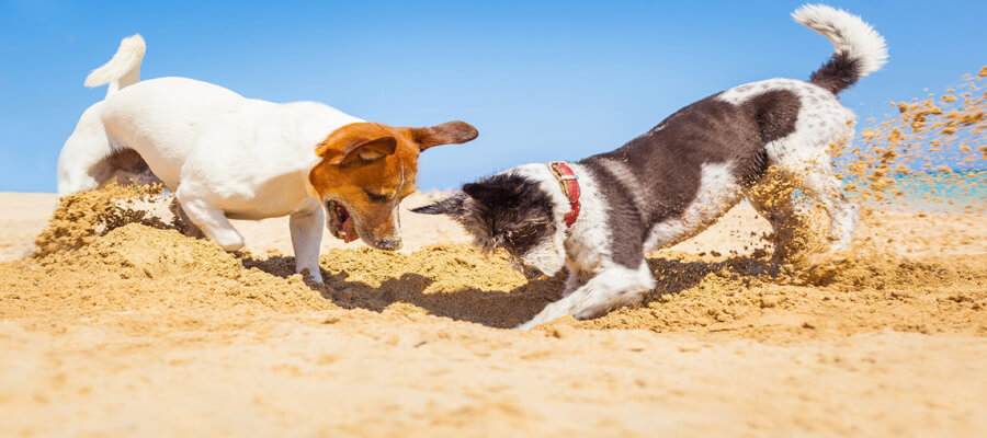 Why Do Dogs Dig? Understanding the Reasons Behind Your Dog's Behavior